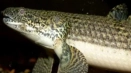 Polyptterus andlicher в аквариума: колко животи, как да се грижите, отколкото да се храните